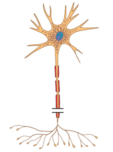 What is the structural classification of this neuron?