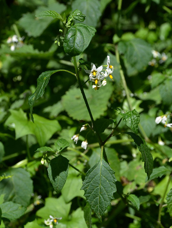 <p>umbel inforescense </p><p>white petals, turned backwards</p><p>lobed triangle leaves</p>