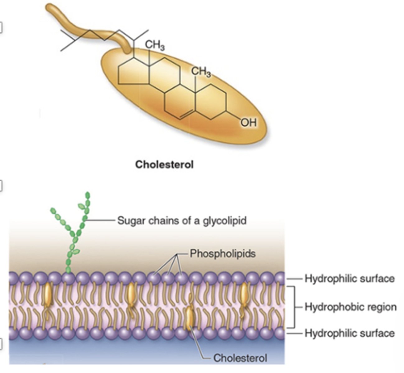 <p>How does cholesterol affect phospholipid mobility?</p>