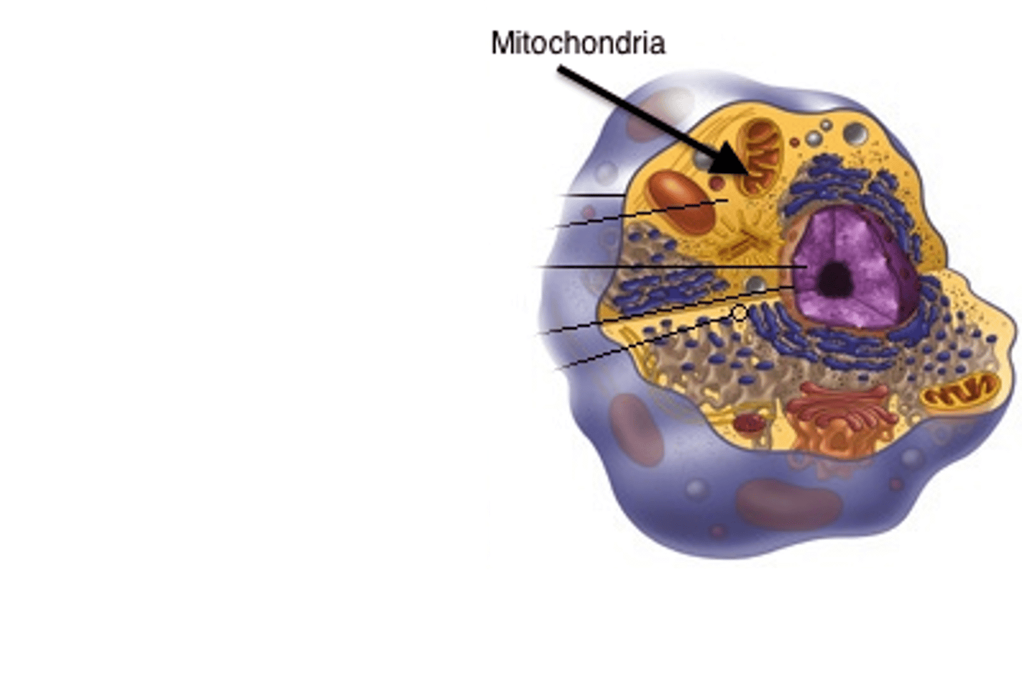 <p>Powerhouse of the cell; site of cellular respiration; produces ATP</p>
