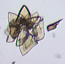 <p>nucleated crystal</p>