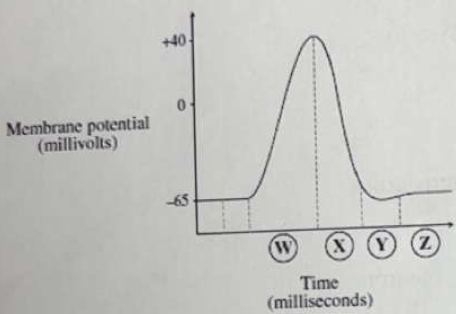<p>During which part of action potential is the sodium potassium pump active</p><p>a. Y only</p><p>b. Z only</p><p>c. W and X</p><p>d. W, X, Y, and Z</p>