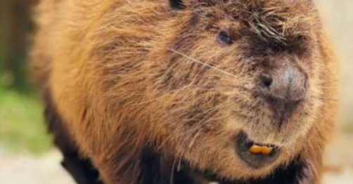 <p><strong>Castor canadensis</strong></p>
