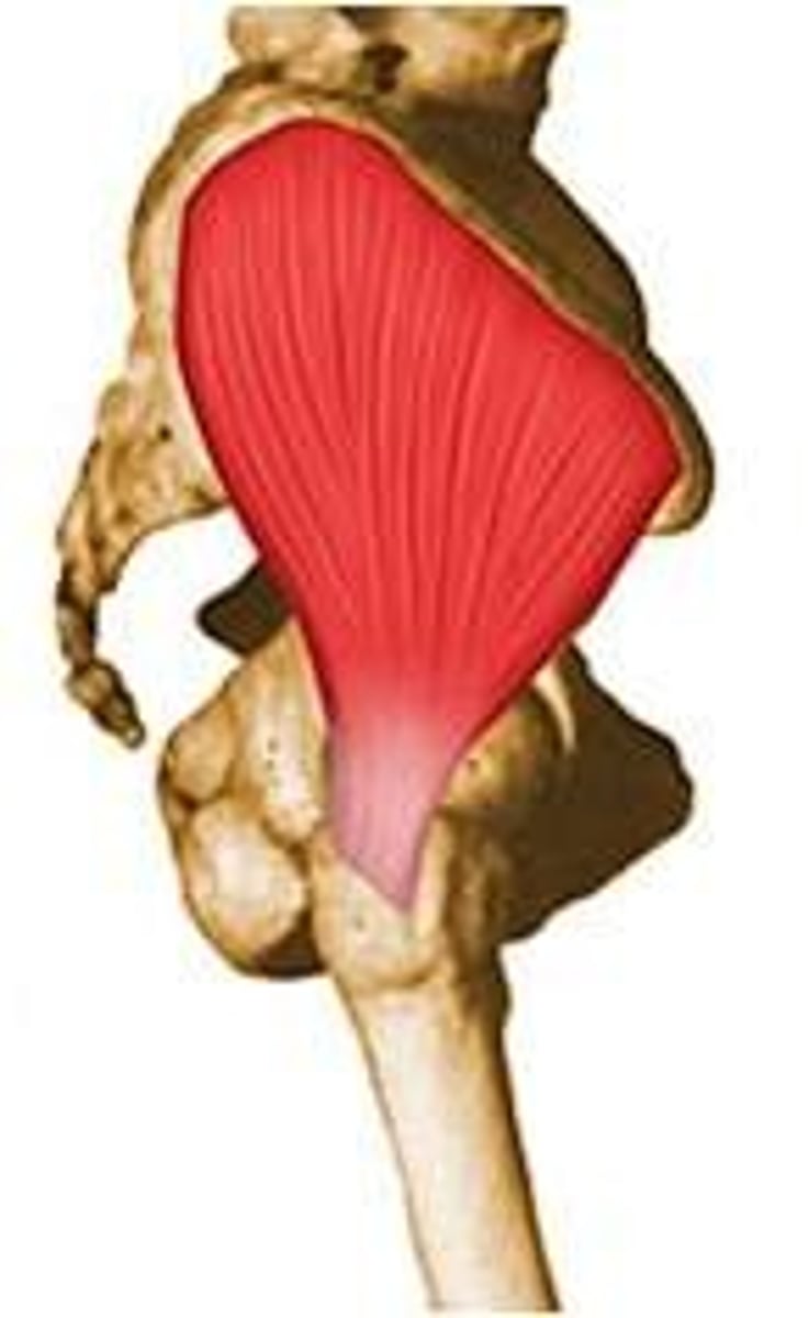 <p>Gluteal surface of ilium between posterior and anterior gluteal lines, just below the iliac crest</p>