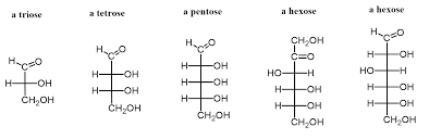 <p>what number is pentose</p>