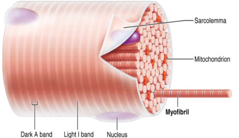 <p><span>Myofibrils are densely packed, rodlike elements</span><br><span>Single muscle fiber can contain 1000s</span><br><span>Accounts for ~80% of muscle cell volume</span><br><br><span>Myofibril features Striations, Sarcomeres, Myofilaments, Molecular composition of myofilaments</span></p>