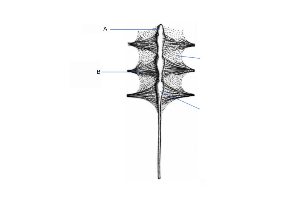 <p>What part of the body is B?</p>