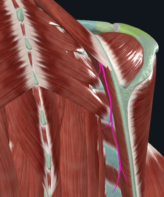 <p>What nerve is this</p>
