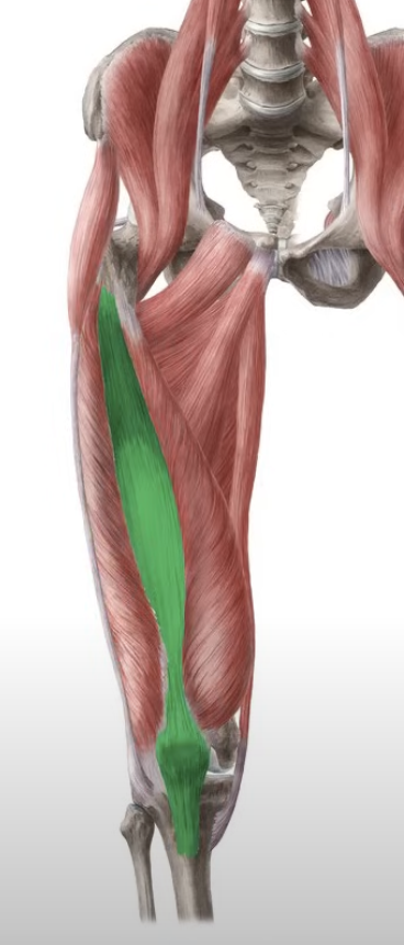 <p>extends leg</p>