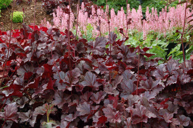 <p>A compact mound with deep burgundy-black leaves and delicate white blooms.</p><p>-have crowns</p><p></p>