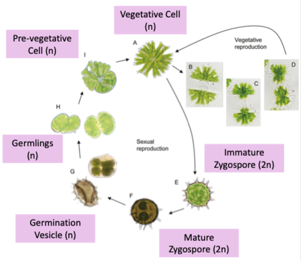 <p>What type of life cycle do placoderm desmids have? How do you know?</p>