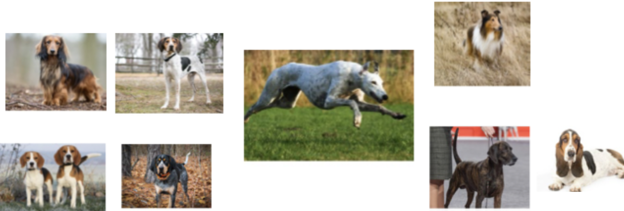 <p>These dogs belong to which group?</p>