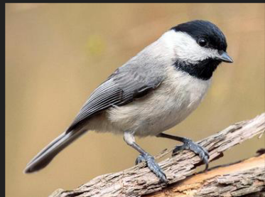 <p>What is the scientific name of this species</p>