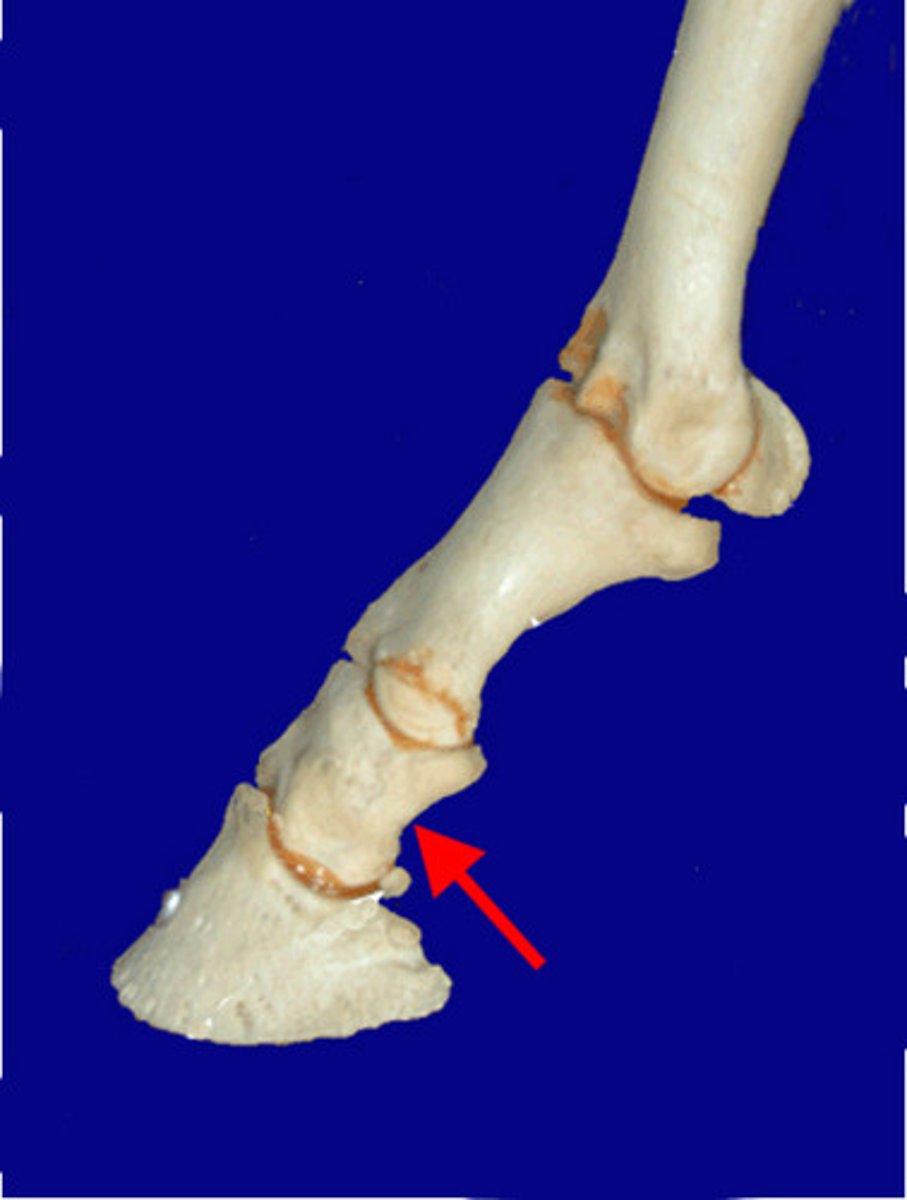 <p>Pastern</p>