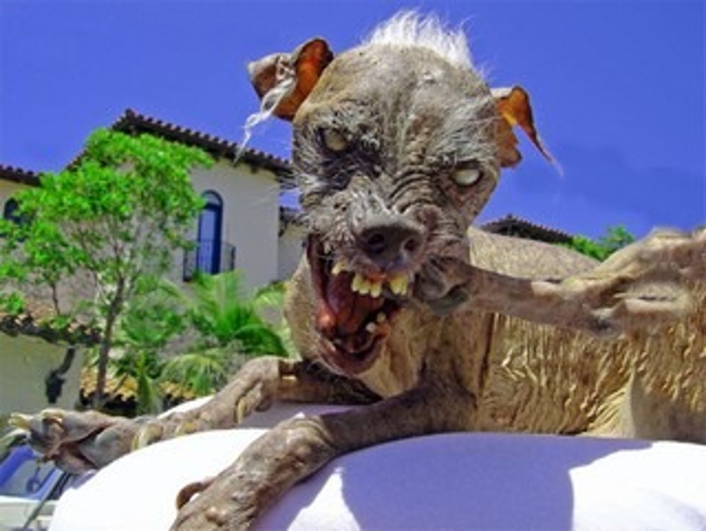 <p>ugly</p>