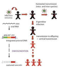 <p><span>– Un </span><strong>rétrovirus pathogène</strong><span> chez le </span><strong>koala</strong><span> infecte les </span><strong>lignées germinales</strong><span> → sa </span><strong>descendance est contaminée</strong><span>.</span><br><span>– Ce phénomène s’appelle l’</span><strong>endogénisation</strong></p>