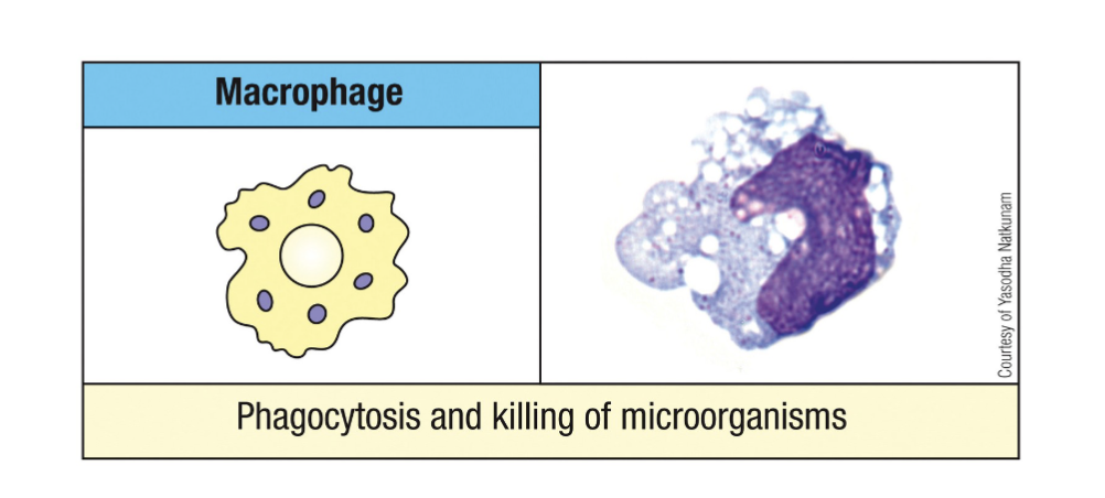 <p>Changes involved in differentiation:</p><p><span>Increase in size (5-10 fold)</span></p><p><span>Increased numbers and complexity of organelles</span></p><p><span>Increased phagocytic activity</span></p><p><span>Increased levels of hydrolytic enzymes</span></p>