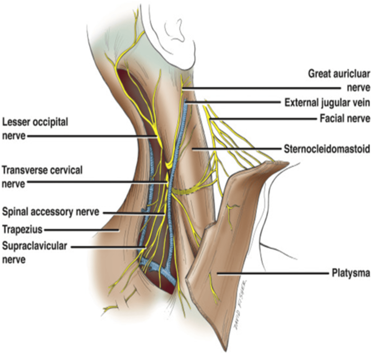 <p>Transverse cervical nerve</p>