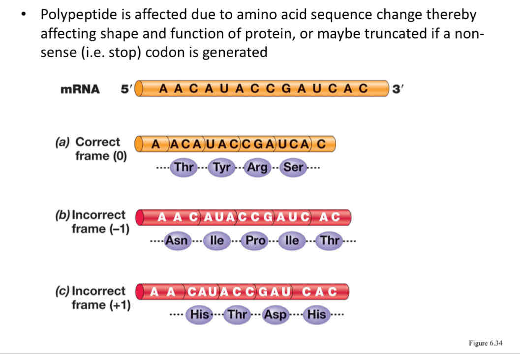 <ul><li><p>Affected due to amino acid sequence change thereby affecting shape and function of protein, or maybe truncated if a non-sense (stop) codon is generated</p></li></ul>