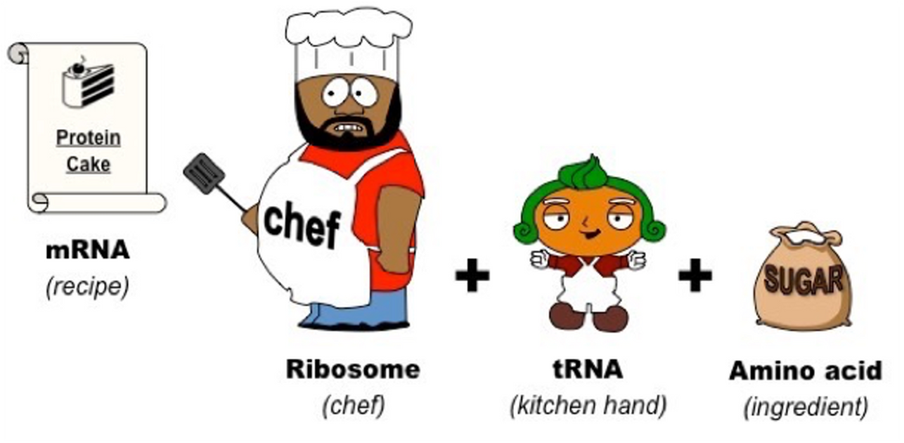 <p>Translation</p>