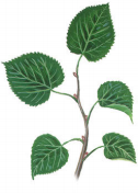 <p>only one leaf grows from each node in an alternating pattern up the branch</p>