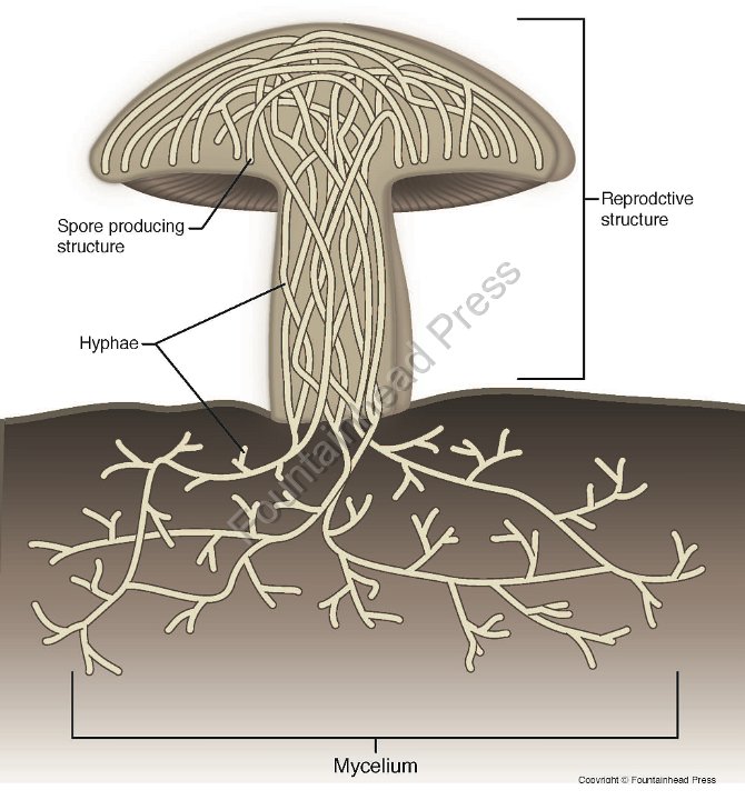 <p>mycelium v. hyphae</p>