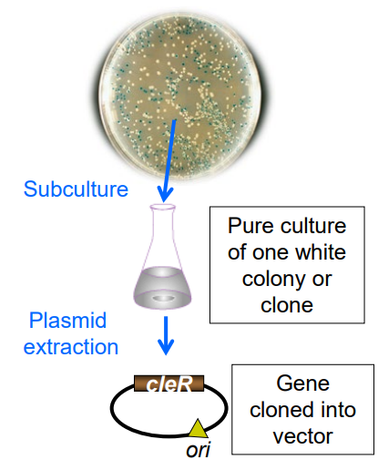 <p>Using a flow chart describe the steps you would use to <strong>isolate a gene of interest</strong>. (slide 27)</p>