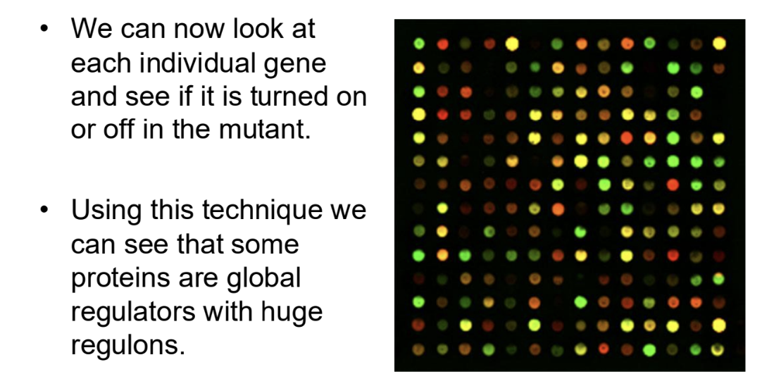 <p>If more RNA is present in wildtype,<strong> the dot will stain more red, indicating that</strong><span style="color: green;"><strong> the gene is induced by protein X in its absence</strong>.</span></p>