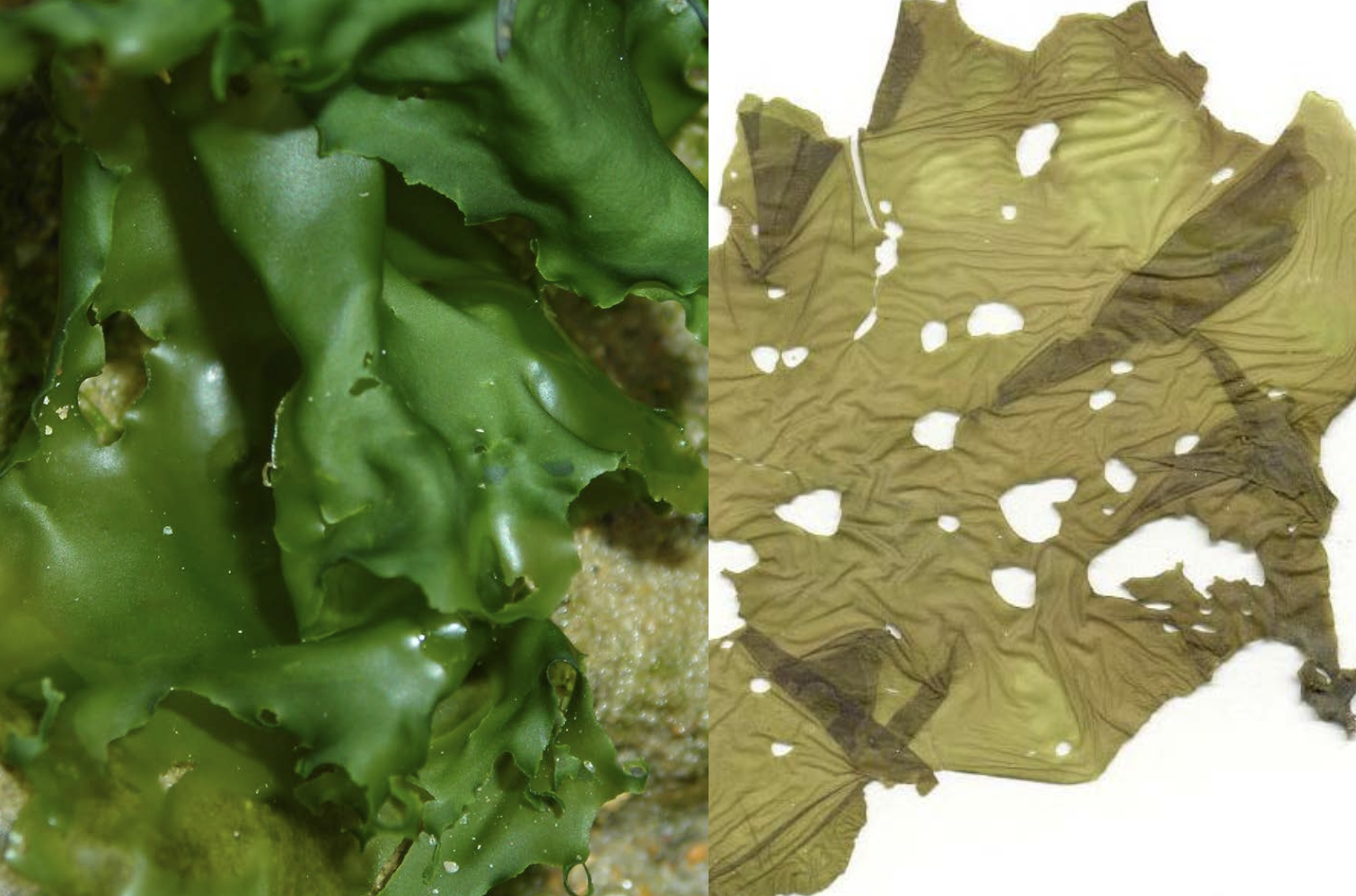 <p>Ulva lactuca</p>