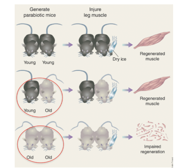<p>Åldrande är en komplex och multifaktoriell process. Det finns olika teorier om hur det sker;</p><ul><li><p><strong>Fria radikaler</strong>: <span>oxidativ stress ökar med stigande ålder men det är oklart vilken exakt påverkan det har på åldrandet.</span></p></li><li><p><strong>Kronisk systemisk inflammation</strong></p></li><li><p><strong>Telomerer</strong>: <span>begränsar celldelningen hos celler som går i apoptos efter ett antal celldelningar.</span></p></li></ul><p></p><p><span>Förmågan att exempelvis regenerera muskelceller försämras med åldern. Vid en <strong>parabiotisk</strong> modell med möss illustreras detta.</span></p>