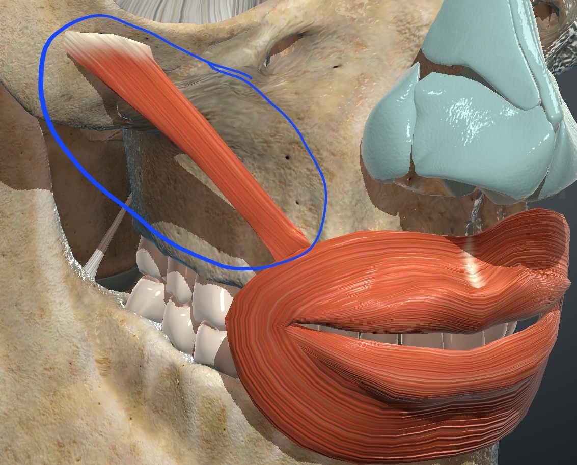 <p>What is this muscle?</p>