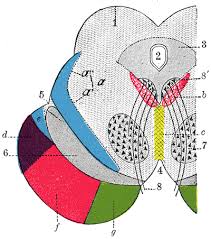 <p>Periaquaductale grijs (PAG) (3)</p>