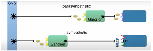 <ul><li><p>Consists of pre and post-ganglionic </p></li></ul><p></p>