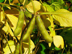 <p>Soybean</p>