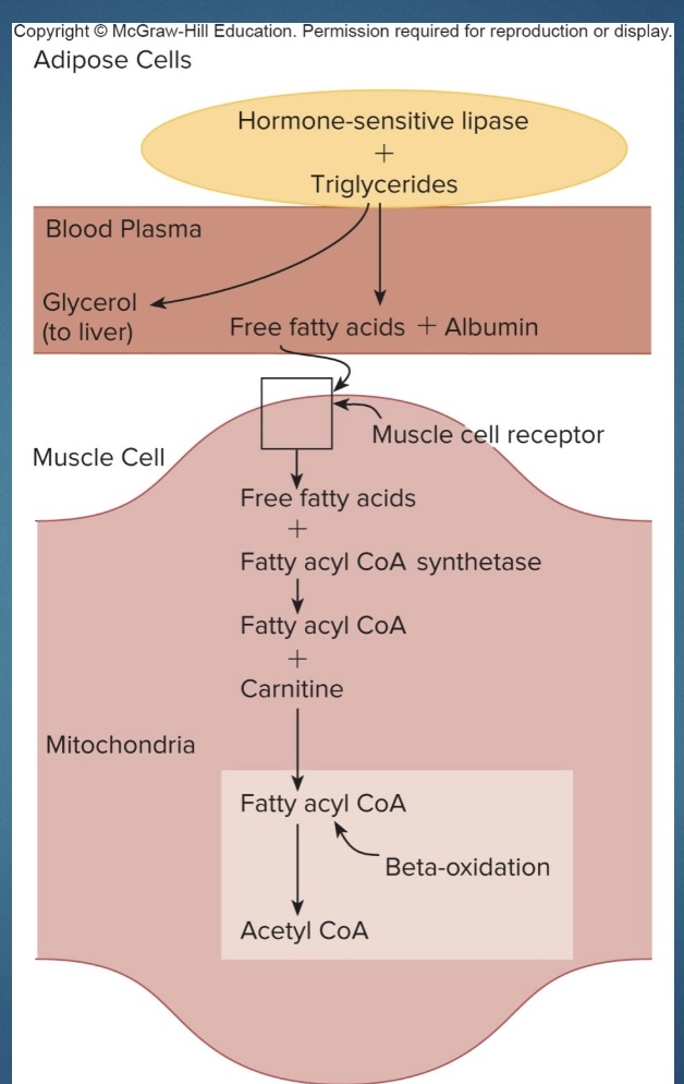 <p>• In muscle cells, <em><u>fatty acids</u></em> are combined with <strong>CoA</strong>, and with the help of <strong><mark data-color="yellow" style="background-color: yellow; color: inherit;">carnitine</mark></strong> are transferred into the mitochondria.</p><p>*sold to burn fat but not the rate limiting step; to make start as AA and add vit and minerals until get “mini protein”</p><p>• In the mitochondria, fatty acids undergo <strong><mark data-color="yellow" style="background-color: yellow; color: inherit;">beta oxidation</mark></strong>, in which their carbon atoms are removed in pairs. Those carbon pairs result in the formation of <strong>acetyl CoA</strong> and enter the Krebs cycle. ATP resynthesis then occurs through cellular respiration.</p><p>*Albumin= fat protein transporter</p><p>*Beta-Oxidation: chop up 2C at a time; oxidation bc H pops off; speeds up w/ metabolism; higher in morning when burning more fat</p>