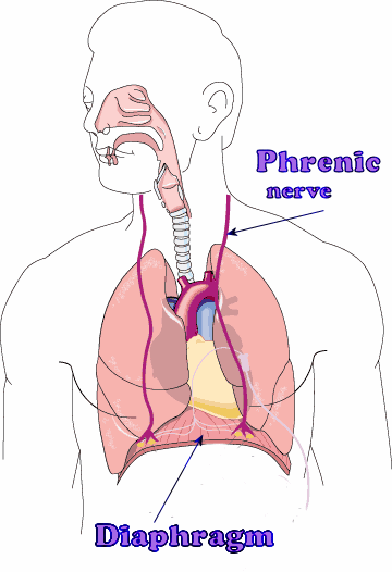 <p>phrenic nerve</p>