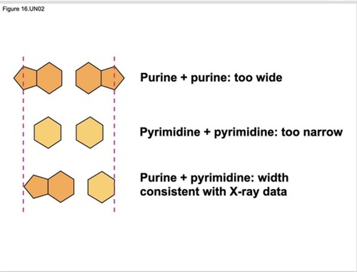 <p>Amount of A = amount of T and amount of G = amount of C.</p>