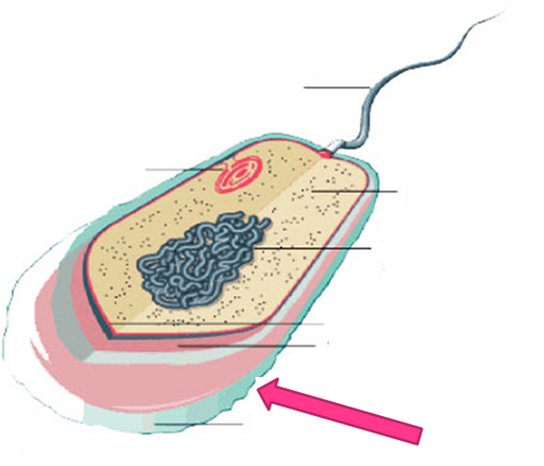 <p>very large structure of some prokaryotic cells, such as bacterial cells. It is a polysaccharide layer that lies outside the cell envelope of bacteria, and is thus deemed part of the outer envelope of a bacterial cell.</p>