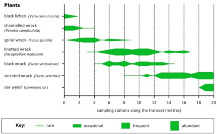 <p>Represents the changes of distribution along the transect <br>- width of kite represents abundance of organism</p>