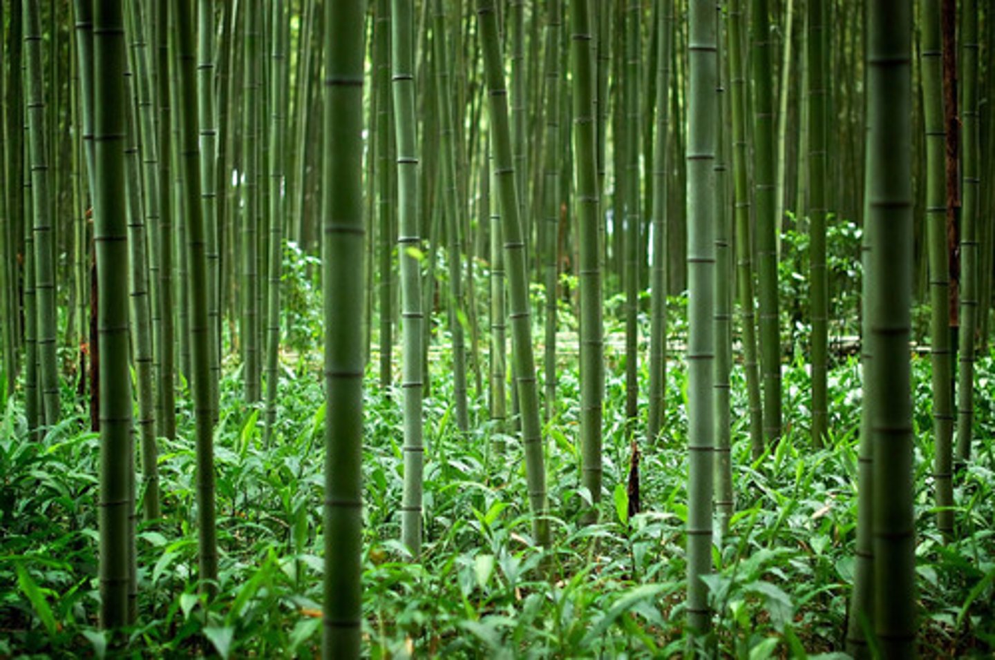 <p>bamboo forest</p>