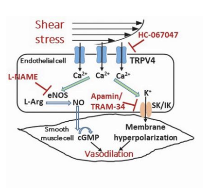 <ol><li><p><span style="background-color: transparent;"><span>Aerobic training: increased heart diameter</span></span></p></li><li><p><span style="background-color: transparent;"><span>Increased flow mediated dilation</span></span></p></li><li><p><span style="background-color: transparent;"><span>Improves sympatholica bility</span></span></p></li><li><p><span style="background-color: transparent;"><span>Co increases = bloodflow increases = redistrbutes to skeletal muscles = increased shearing forces = enos activation = enhanced no production = begf = arterioal growth = enlargement </span></span></p></li></ol><p></p>