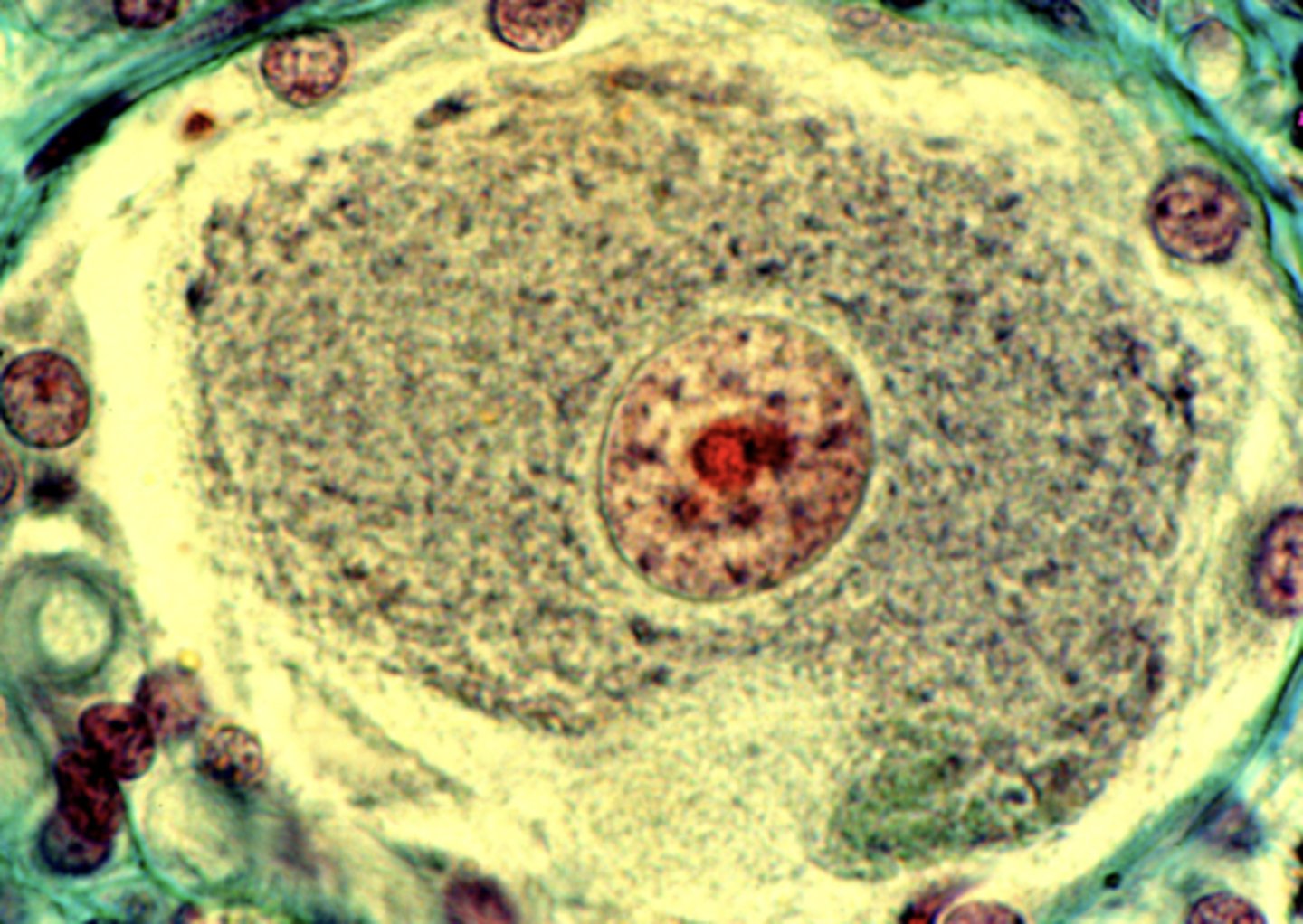 <p>is this cell active or inactive?</p>