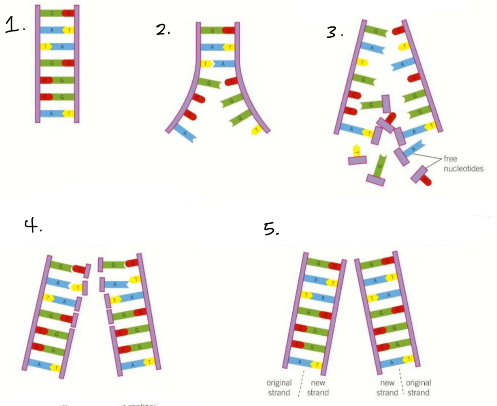<ul><li><p>The DNA helix untwists</p></li><li><p><strong>DNA helicase</strong> breaks the <strong>hydrogen bonds </strong>between the bases, separating the two strands</p></li><li><p>Complementary <strong>free nucleotides</strong> join up with the exposed bases on the strand, by <strong>hydrogen bonds</strong></p></li><li><p><strong>DNA polymerase </strong>catalyses the condensation reactions of <strong>phosphodiester bonds</strong> between the bases to form a new strand</p></li></ul>