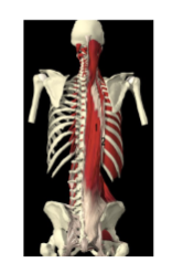 <p><span>M. erector spinae:</span></p><p><span>BESTAAT UIT:</span></p><ul><li><p><span>m. longissimus: mediaal deel</span></p><ul><li><p>pars thoracalis</p></li><li><p>pars cervicales</p></li><li><p>pars capitis</p></li></ul></li><li><p><span>m. iliocostalis: lateraal deel</span></p><ul><li><p>pars lumbalis</p></li><li><p>pars thoracalis</p></li><li><p>pars cervicalis<br></p></li></ul></li></ul><p></p>