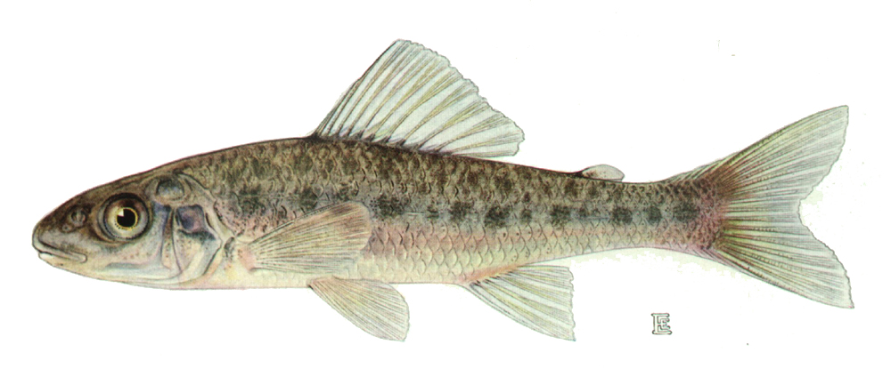 <p>Trout Perch</p>