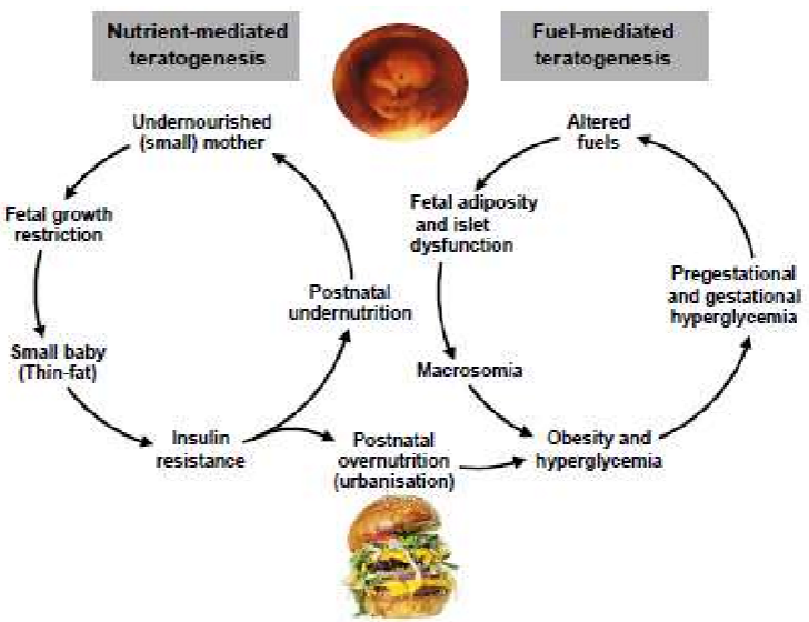 <p>If the mother is small (undernutrition) and she get pregnet with a girl baby, the girl baby will have a low birth weight. When she is get pregnet her baby will have high birth weight.</p>