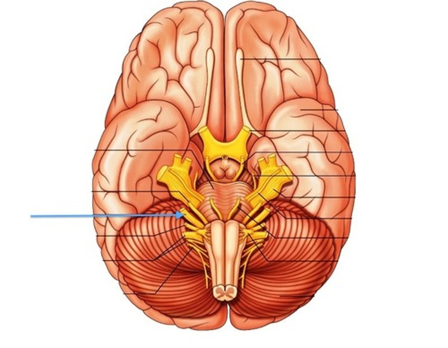 <p>the vestibular and cochlear nuclei in the pons are involved in balancing and hearing</p>