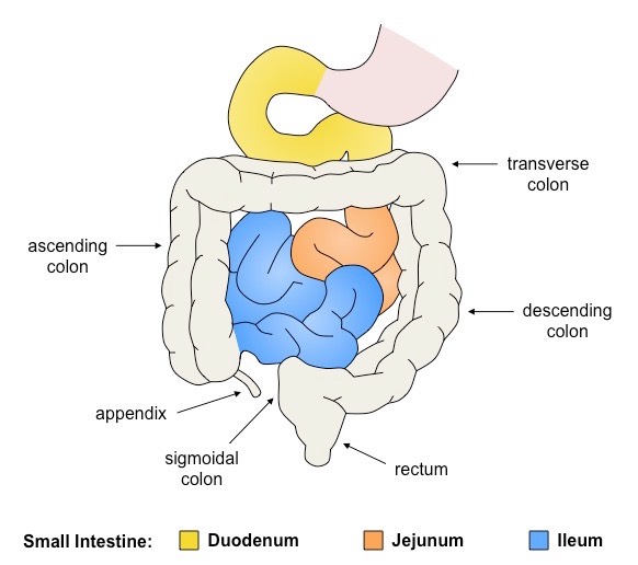 <p>Final section of alimentary canal where water and dissolved minerals are absorbed.</p><ul><li><p>Appendix + Ascending colon, transverse colon, descending colon, sigmoidal colon + rectum</p></li></ul>