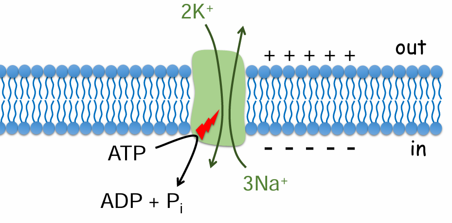 <p>Is the Na-K ATPase electrically neutral or electrogenic?</p>