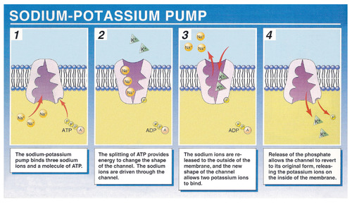 <p>Uses energy in the form of ATP to keep sodium (Na+) and potassium (K+) concentrations. Uses a transport protein that changes shape to facilitate the movement of both ions (study picture)</p>